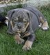 Chiot bouledogue anglais