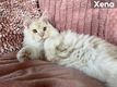 Maine Coon - pedigree - trs joli - XL