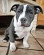 Chiots Americain Bully Pocket