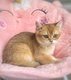 Chatons British Short et Longhair-black golden &...