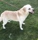 Magnifique mle beige pedigree disponible de suite
