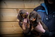 Chiots Teckel poil court choco