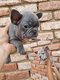 Chio bouledogue franais