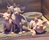 Magnifique chatons Sphynx