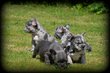 Chiots Bouledogue Franais