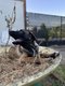 Chiots Berger Malinois trs sociables (et...