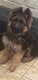 Chiots bergers allemands