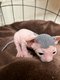 Sphynx bleu/creme