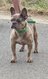 Jeune Bouledogue franais