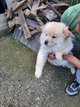 Chow - chow