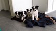 Chiots Border Collie