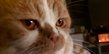 Magnifique etalon british shorthair