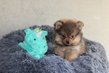 Merveilleux Spitz de petite taille