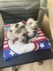 5 adorables bbs siamois attendent leur famille