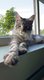 Chatons Maine Coon