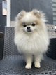 Superbe Loulou de Pomranie