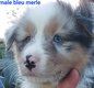 Chiot berger australien