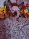 Manifique   chaton sphynx  disp avec pdigre