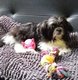 Shihtzu