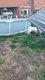 Akita inu pure race