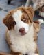 Magnifiques chiots bergers australiens