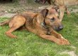 3 Berger Malinois Crois Terrier Airedale