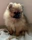 Magnifiques Spitz nains