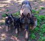 Chiots berger allemand