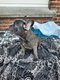 Superbes chiots bouledogue francais