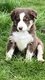 Magnifiques Border Collie rouge merle, chocolat...