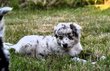 Chiots Berger Australien Losh, 6eme gnration