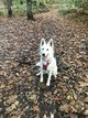 Chiots Berger Blanc Suisse