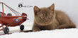 Magnifiques British shorthair chocolat