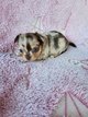 3 demoiselles chihuahua