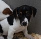 Chiots Jack Russell