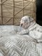Chiots bouledogue franais silver merle