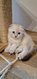 Chatons colorpoint