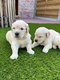 Chiots Golden retriever (parents visibles)