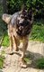 Berger allemand mle 3 ans