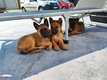 Chiots malinois