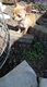 Chiot chihuahua de petite poid