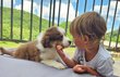 Chiots Berger Australien