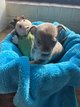 Chiots chihuahuas mles