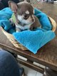 Chiots chihuahuas mles