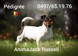 Chiot Jack Russel avec Pdigre