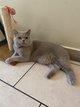 Mle british shorthair  lilac disponible pour...