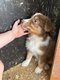Chiots berger australien