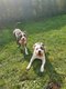 American staffordshire terrier A Donne