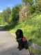Caniche moyen noir femelle
