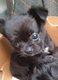 Chiot chihuahua  mle  longs poils